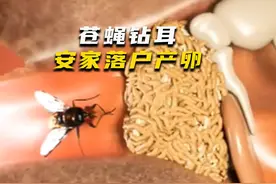 关于苍蝇爬进耳朵产卵，你有什么看法？ #苍蝇 #微观世界