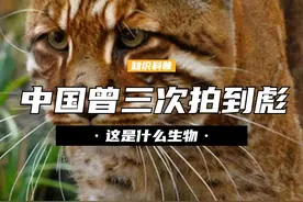 中国曾三次拍到彪？这是什么生物？真能轻松杀死老虎吗？ （2）#彪 #亚洲金猫 #涨知识 #动物视频封面