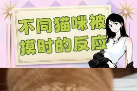 当你摸猫咪时，它们会有什么反应了？！ #猫咪的迷惑行为 #小猫咪能有什么坏心眼 #狸花猫 #暹罗猫 #内容启发搜索