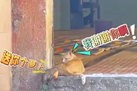 猫：把我当摆设吗？ #搞笑配音 #看一次笑一次 #原创配音视频封面