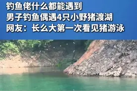钓鱼佬什么都能遇到，男子钓鱼偶遇4只小野猪渡湖，网友：长么大第一次看见猪游泳（编辑：梁文珂 责编：梁龙 审核：曾春满）视频封面