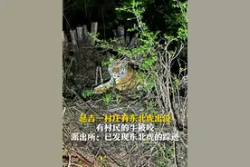 5月17日（采访），吉林延吉，一村庄有东北虎出没，有村民的牛被咬。派出所：无人员受伤，已发现东北虎的踪迹。#派出所回应野生东北虎咬伤牛视频封面