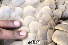 #海关 #走私 海关查获走私穿山甲鳞片 #海关律师 #走私辩护视频封面