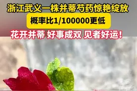 概率比1/100000更低！#浙江武义开出一株“并蒂芍药”  ：并蒂花开见者好运。（供稿：武义融媒体）#花开千万里视频封面