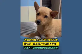 广东#惠州 。勇敢狗狗替女主人的小儿子挡下毒蛇攻击被咬后，奄奄一息到角落“躺下等死”，女主人称送到宠物医院后已恢复精神#广东dou知道 #狗狗 #监控下的一幕 #勇敢狗狗替小主人挡下毒蛇被咬视频封面