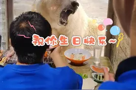 大连海洋馆北极熊顶级待遇，节日、生日都有不同美食吃吃吃~#北极熊#海洋馆 #动物#美食吃货视频封面