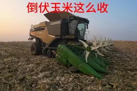 倒伏的玉米趴的跟棉被一样平该怎么收，分享一个收割方法特别管用视频封面