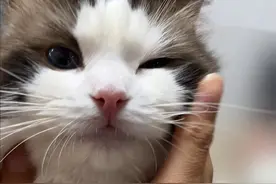 芋圆挺喜欢小鱼干的，为什么它不让我领取了呢？#诈骗 #布偶猫 #猫视频封面