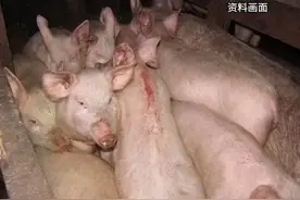 俄罗斯17岁女子喂猪时  被猪围攻撕咬后身亡视频封面