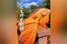 带你认识20种蜥蜴 #爬宠 #异宠 #神奇动物在抖音 #野生动物零距离#蜥蜴