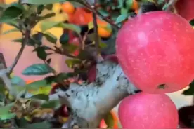 1月18日，广东广州，女子花380元买一棵苹果树，回家发现苹果是可拆卸的：老板说只有他家有这么大的果实视频封面