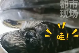 猫头鹰在油烟机管道内养宝宝，屋主的决定好暖心~ #猫头鹰#保护动物 #野生动物 #神奇动物在抖音 视频封面