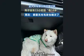 #主人发狗子坐车15小时前后对比 ，从快乐修狗变成“旧棉被”#贵州dou知道 #狗狗 #坐车