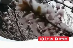 #河南的春天在哪里  洛阳、三门峡下雪了！网友直呼：这天不穿秋裤扛不住啊！#河南 #洛阳 #下雪视频封面