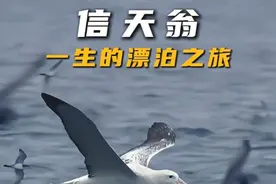 信天翁 一只漂泊信天翁独自漂泊11万公里，只为与妻子相见视频封面
