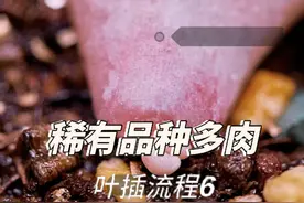 叶插多肉出现涨势慢，三个原因可以自检一下哦 #多肉植物养护 #多肉叶插 #多肉植物 #多肉种植 #多肉繁殖视频封面