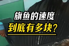 钓鱼老最害怕的鱼-旗鱼#有趣的知识又增长了 #涨知识 #旗鱼视频封面