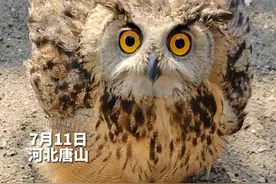 7月11日，河北唐山，被救助的猫头鹰康复后“赖着不走”，工作人员：感觉要“砸”手里了。