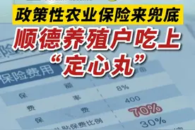 迎战高温天气，政策性农业保险来兜底，顺德养殖户吃上“定心丸”！#广东 #三农 #政策性农业保险视频封面