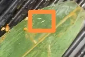 7月17日报道，烤肉店的烤盘上惊现活蛆！顾客：实在太恶心 心里都整出阴影了，四川江油市监局回应#大象主播说 @主持人夏冰