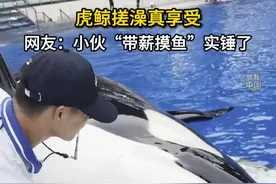 虎鲸搓澡真享受！网友：小伙“带薪摸鱼”实锤了 #神奇动物在这里 #带薪摸鱼 #秀我中国