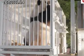 10月15日深夜宝力青宝平安入住华动，青宝在新家泡澡状态不错视频封面