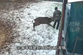 公鹿发情将饲养员顶撞受伤，老板：鹿进入发情期最近每天攻击人，已经宰了吃肉#监控下的一幕 #鹿视频封面