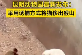 【昆明动物园：决定立即采用诱捕方式将猫移出猴山】 #昆明动物园决定以诱捕方式将猫移出猴山 近日，昆明动物园“猴猫共处”事件引发关注。此前，昆明动物园发布通报，称“猴猫共处”源起2013年5月，“融洽相处”10年“未发生互相伤害现象”。1月27日，昆明动物园再次发布说明，称昆明动物园与中国小动物保护协会经共同商议，决定立即采用诱捕的方式将猫移出猴山。（昆明动物园）