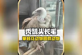 攀枝花动物园就连秃鹫都不秃了#攀枝花动物园视频封面