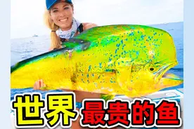 全世界最贵的10条鱼！蓝鳍金枪鱼只排第2，第一名价值每条 1.3亿视频封面