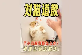 🐾 踩到猫咪尾巴？这样道歉才有效‼️ 👀 宝子们，不小心踩到猫咪尾巴怎么办？  
🚫 千万别蹲下道歉，猫咪会误会！  
🐱‍👤 正确做法：假装没事，转身离开，让猫知道是意外。  
🐾 再慢慢靠近，给它梳毛，代替舔毛道歉。  
👀 如果担心猫咪记恨，试试播放猫语视频。  
❓ 你踩到过你家的猫吗？评论区聊聊吧！
﻿#新手养猫 ﻿ ﻿#养猫经验分享 ﻿ ﻿#猫咪行为学 ﻿ ﻿#猫咪的迷惑行为 ﻿ ﻿#养猫知识 ﻿ ﻿@抖音短视频视频封面