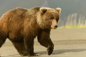 棕熊驱赶黑熊 #神奇动物在抖音 #棕熊