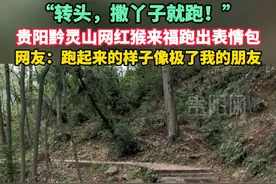 贵阳黔灵山网红猴来福跑出表情包 网友：跑起来的样子像极了我的朋友（感谢@迪哥- ）#黔灵山猴子 #动物的迷惑行为视频封面