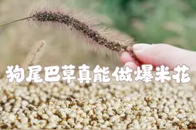 狗尾巴草真能做爆米花 #新农人计划2024 #乡村生活家 #狗尾巴草视频封面