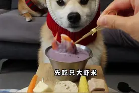 到饭点啦，开始撸串，今天的蘸料香香哒~ #干饭狗的日常 #狗狗吃饭 #撸串串 #柴犬 #萌宠日常记录视频封面