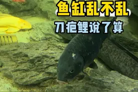 刀哥：我在等停电你们在等什么 #刀疤鲤 #鲤鱼 #修仙 #鲤鱼跃龙门 #万万没想到