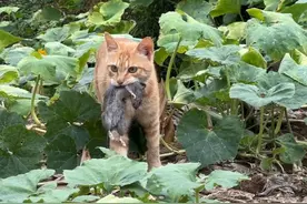 橘猫逮了只半斤重的老鼠 #动物世界 #神奇动物 #猫抓老鼠 #宠物视频封面
