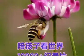 央妈制作《微观小世界》蜜蜂与胡蜂 🔥【蜜蜂VS胡蜂史诗级对决！