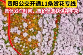 贵阳公交开通11条赏花专线！具体发车时间、票价信息快保存下来！#平坝樱花 #樱花 #赏花视频封面