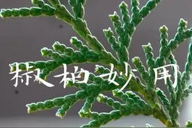 老祖宗留下来的花椒侧柏妙用。不仅驱寒又能泡澡。 #暖养饮食 #花椒 #侧柏叶 #驱寒 #泡澡视频封面