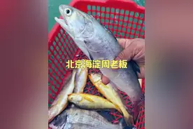 今天北京的周老板包8网，抓了一百多斤野生海鲜 #dou来广东百千万 #粤品月香 #出海捕鱼视频封面