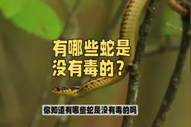 #没毒的蛇 你知道是哪些吗？#蛇的世界 #科普蛇知识 #野生动物视频封面