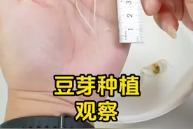 豆芽种植记录，观察豆芽生长变化！ #豆芽种植 #科学小实验 #种菜