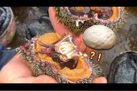 纽村海胆泛滥都上了新闻了，大家有啥好吃法赶紧贡献出来吧，生态保护全靠吃了...#纽村韩莓没 #赶海视频封面