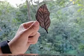 是落叶还是蝴蝶？枯叶蛱蝶，又名木叶蝶、树叶蝶等，分布在热带亚洲地区，它的翅膀能够完美地模仿一片枯叶，从而躲避捕食者攻击。#枯叶蝶 #动物 #落叶 #科普     视频封面