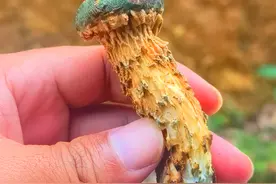 简单粗暴介绍10种野生菌 简单粗暴介绍10种野生菌#萌知计划 #科普 #野生菌 #采蘑菇 #捡菌子视频封面