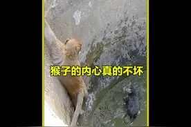 小猴急救落井小猫，温情救援，结局暖人心 #动物救助 #神奇动物视频封面