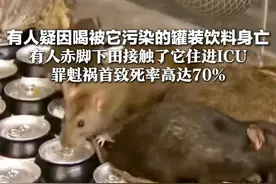 有人疑因喝被它污染的罐装饮料身亡 有人赤脚下田接触了它住进ICU 致死率高达70% 警惕藏在水中的“鼠尿病”