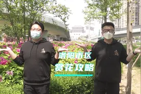 洛阳市区赏花攻略，看看有没有你家门口#洛阳牡丹视频封面