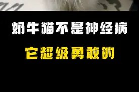 奶牛猫不是神经病，它真的超级勇敢，大家都误会它了！ #奶牛猫